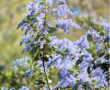 A cluster of blooming Ceanothus flowers in front of a blue sky