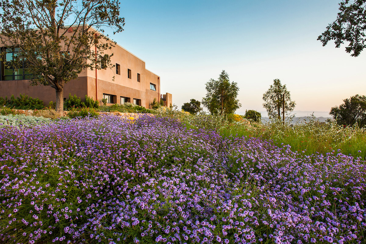 Long view of a meadow filled with purple flowers, tress and the Santa Barbara Botanic Garden, Pritzlaff Conservation Center