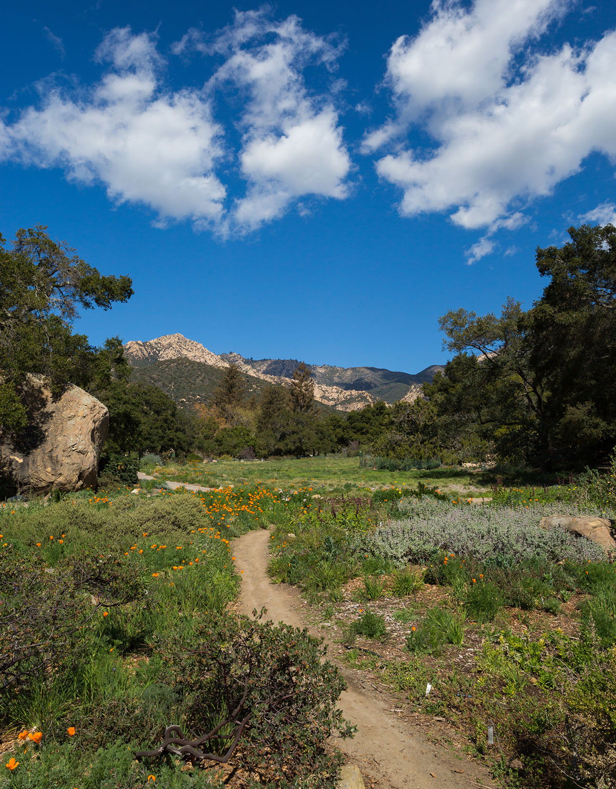 View of the meadow at Santa Barbara Botanic Garden and Los Padres mountain range in the distance on a beautiful summer day.