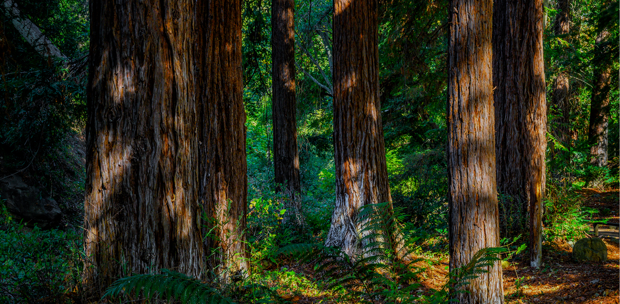 Giant Redwood trees and California native ferns lining a dirt trail in Santa Barbara Botanic Garden