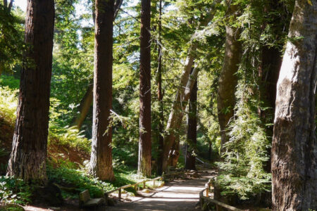 The sun shines through the Redwood Grove casting strong shadows on the well-lit dirt path. the wooden railing on either side of the path bends around the corner. A bench is on the left side in shade underneath a tall redwood.