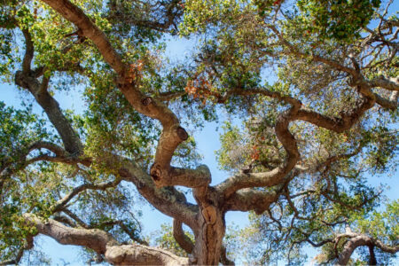 A beautiful bending tree, viewed looking up from the bottom of the trunk. The sky is a vibrant baby blue peeking out behind the bright green leaves of the tree. The branches bend every way creating a mosaic of bark, leaves, and sky.