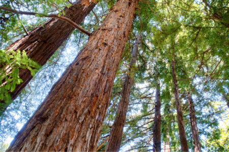 Redwood trees reach up to the sky. Glowing sunlight comes through the branches, the sly is bright blue. The redwood pines are a vibrant green and the bark is a rusty reddish brown.