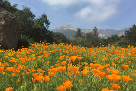 Blooming poppies flood the meadow. There's a sea of bright orange leading up to the wall of large full trees in front of the far-off mountains. The sky is a hazy blue with light wispy clouds scattered across.