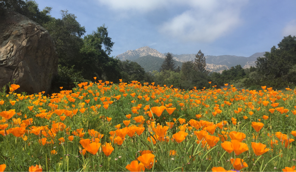 Blooming poppies flood the meadow. There's a sea of bright orange leading up to the wall of large full trees in front of the far-off mountains. The sky is a hazy blue with light wispy clouds scattered across.