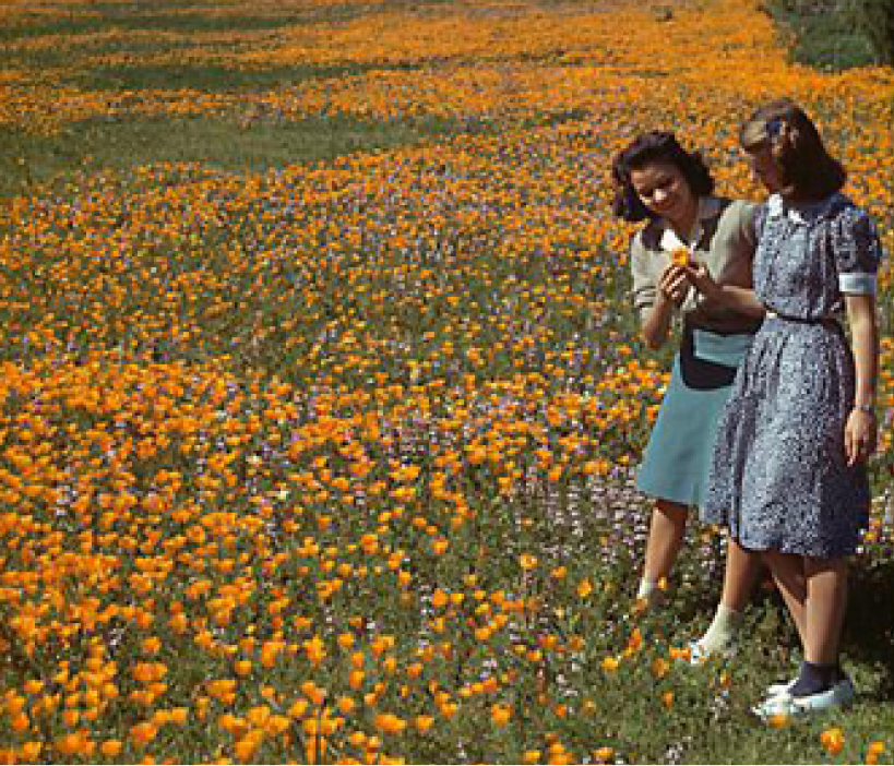 Two young women, one in a patterned blue knee length dress with a white color and white ballet flats with blue socks and a blue hair tie. The other in a steel blue skirt and a beige blouse with a white color and white socks. Both are standing in the meadow surrounded by endless bright orange poppy blooms. This is a moment from the past, a memory of the Garden from before our time.