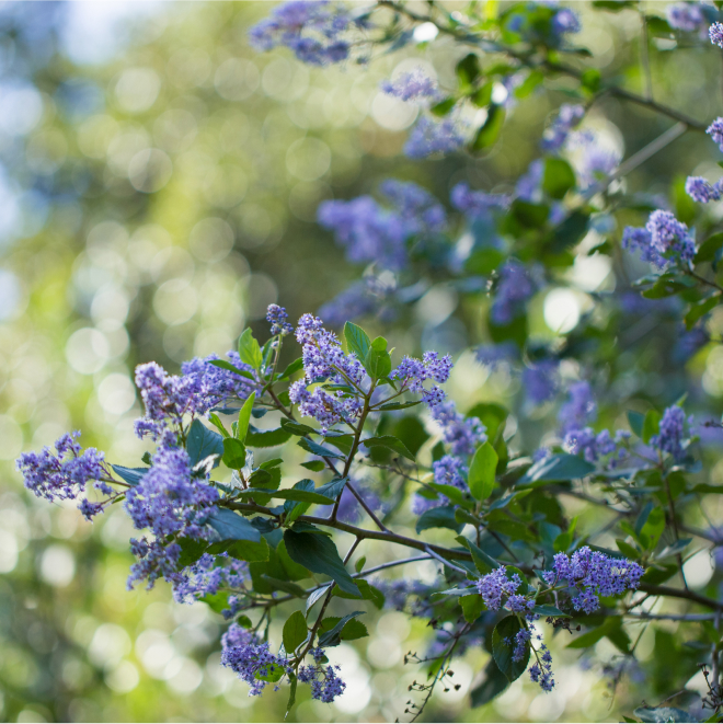 Plan Your Visit to Santa Barbara Botanic Garden - Weather, Hours ...