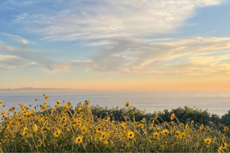 Yellow flowers sway to the left in the wind, the ocean is calm behind them. The sun is setting the sky blends from a tangerine orange into a pale-yellow ending in a pale baby blue with wispy clouds across the sky. The Catilina Islands are in the background.