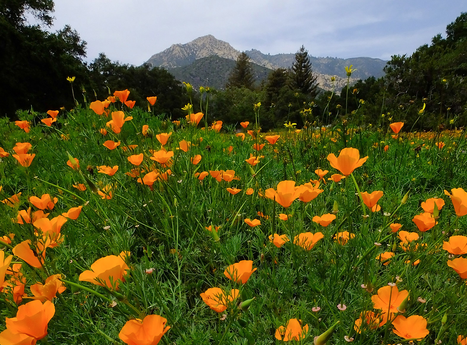 La pradera - Jardín Botánico de Santa Bárbara