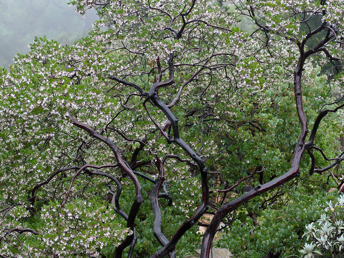 https://sbbotanicgarden.org/wp-content/uploads/2022/05/SBBG_BD_28896_Manzanita_Wright.jpg