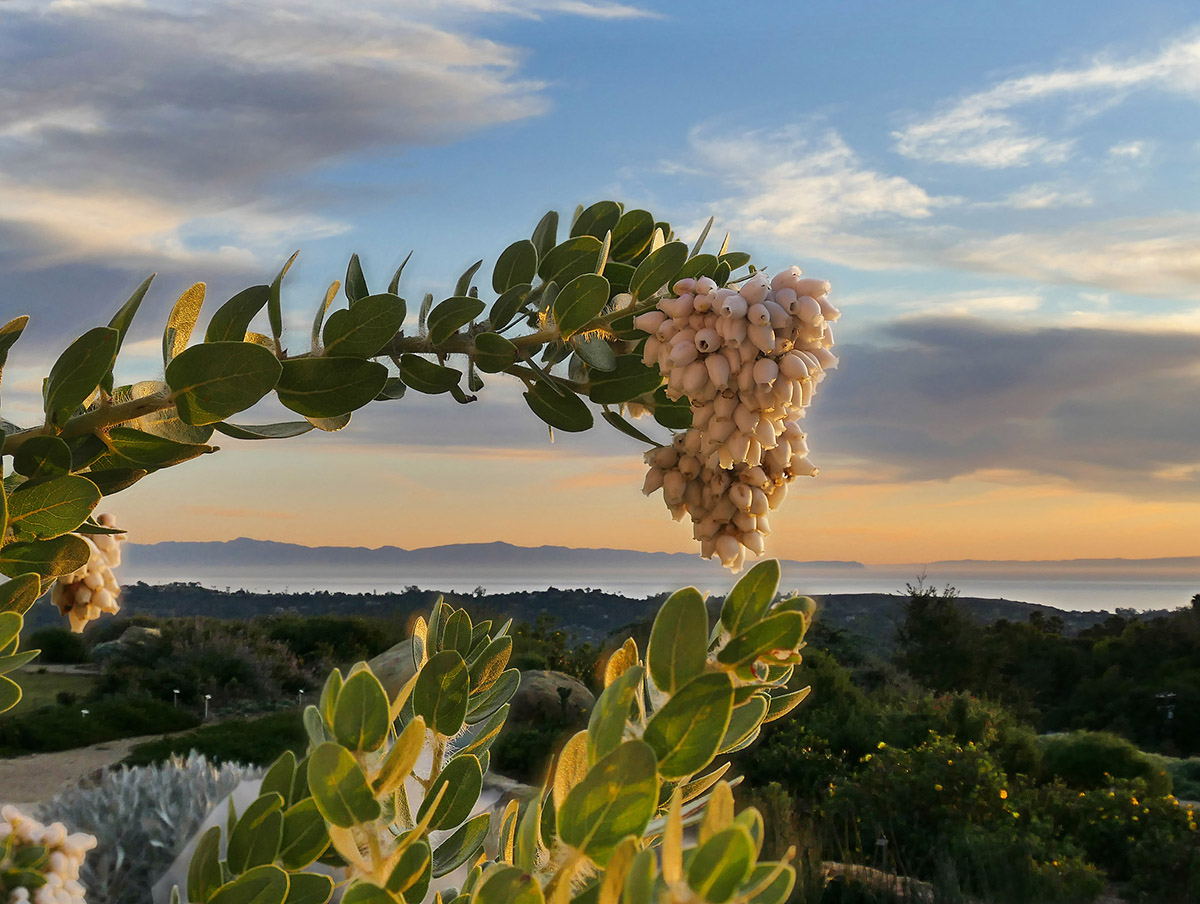 Island View - Santa Barbara Botanic Garden