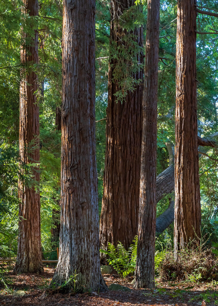 Redwoods Santa Barbara Botanic Garden