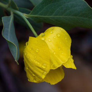 Plan Your Visit To Santa Barbara Botanic Garden - Weather, Hours ...