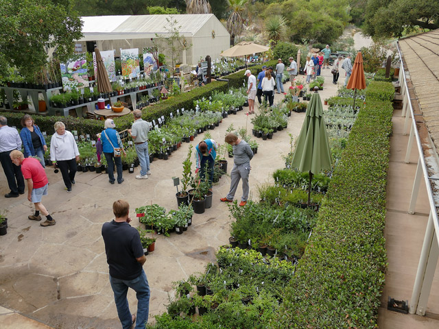 Planting a Garden in the Santa Barbara Area? Visit us for Native Planting  tips & resources. - Santa Barbara Botanic Garden