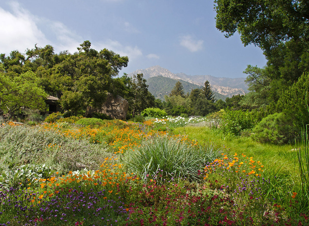 Plan Your Visit To Santa Barbara Botanic Garden Weather Hours   SBBG BD 11688 Meadow Cramer 