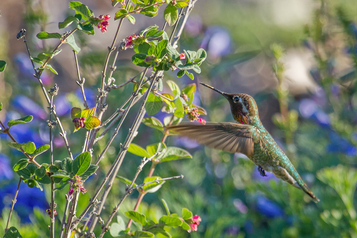 The Power of Native Plants - Santa Barbara Botanic Garden