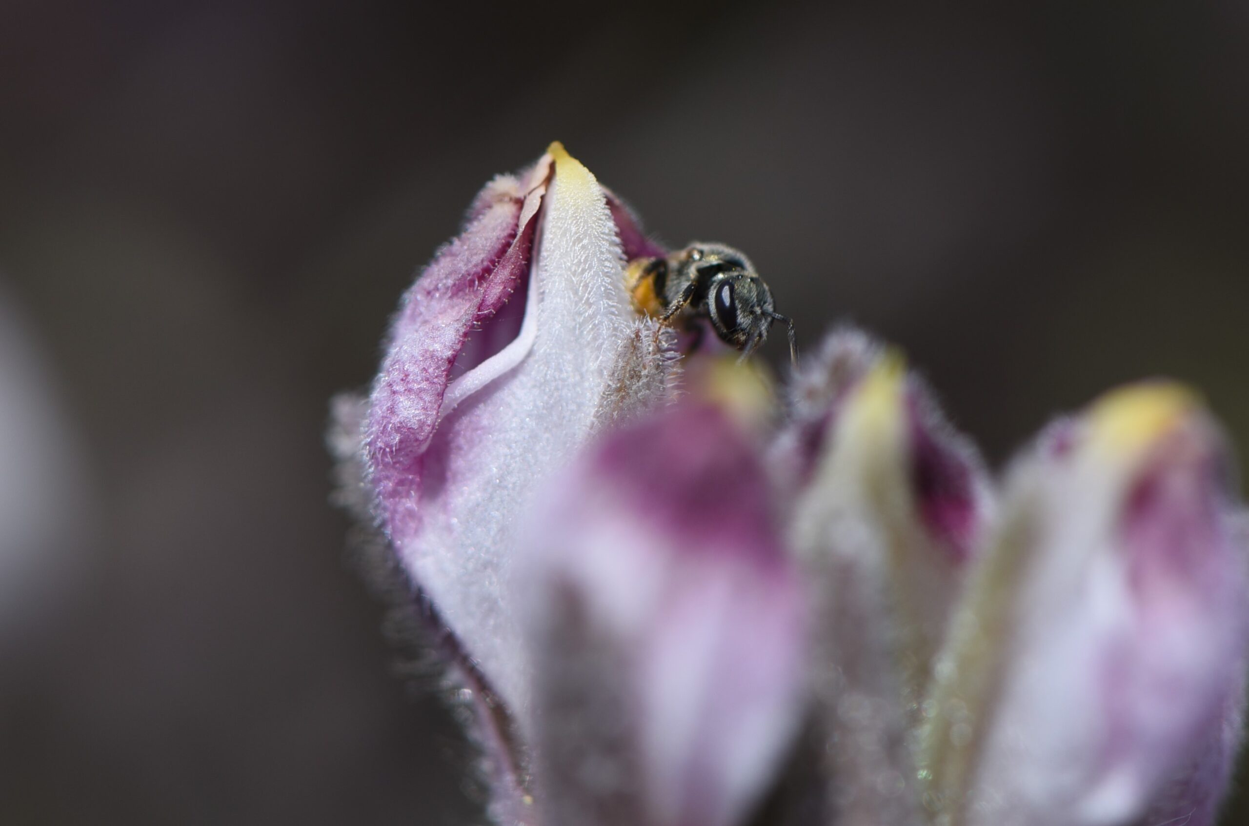 Pequeña pero poderosa: Una planta rara visitada por una abeja común -  Jardín Botánico de Santa Bárbara