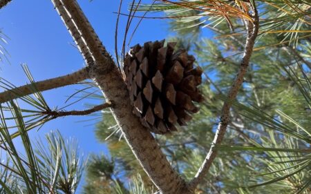 Torrey Pine cone attached to branch of the pine with blue sky background