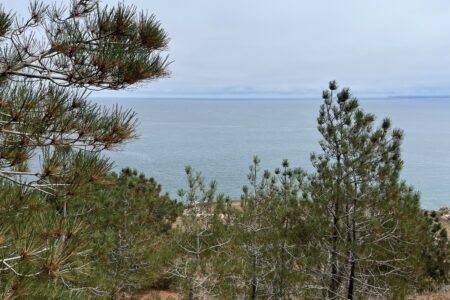 Santa Rosa Island Torrey Pine grove and ocean view