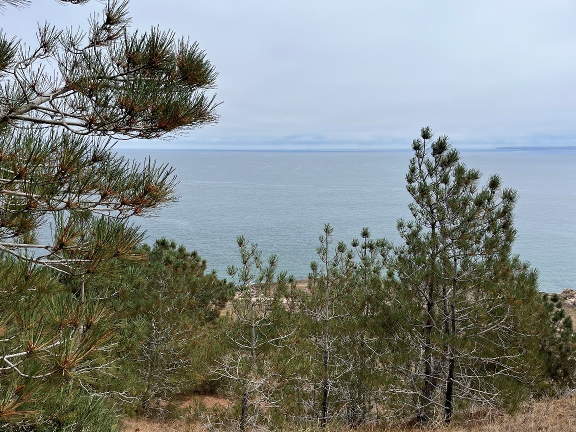 Santa Rosa Island Torrey Pine grove and ocean view