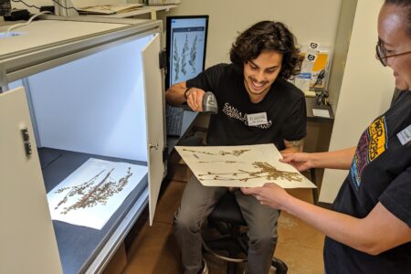 Citizen Science Volunteer Scanning Herbarium Sample at SB Botanic Garden