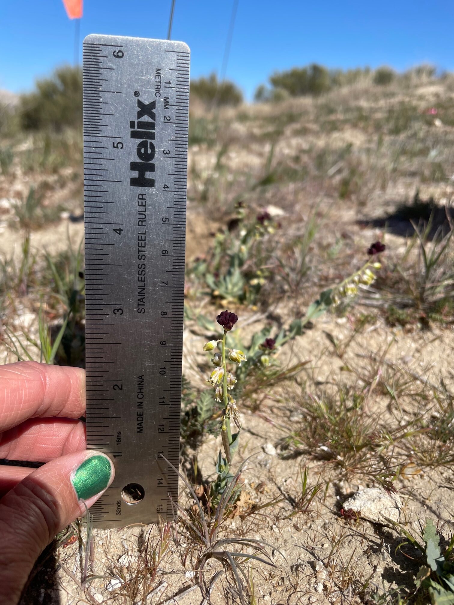 The Garden's Rare Plant Conservation Team Awarded Funding to Continue Work with Endangered