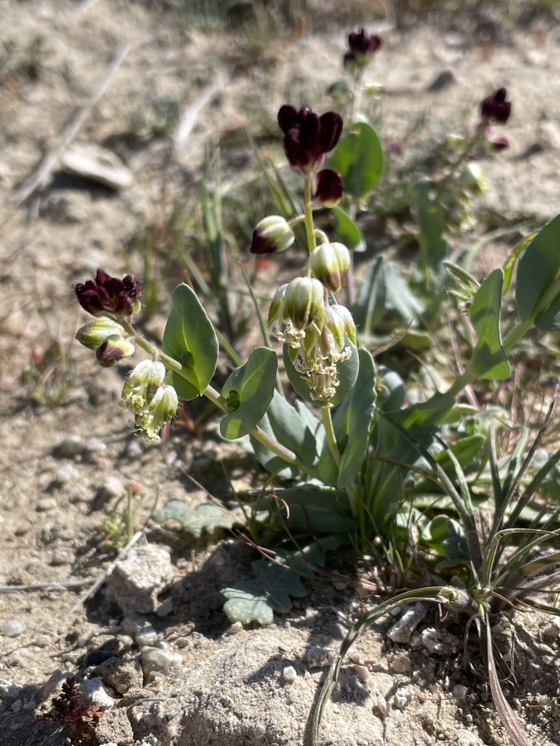 The Garden's Rare Plant Conservation Team Awarded Funding to Continue Work with Endangered