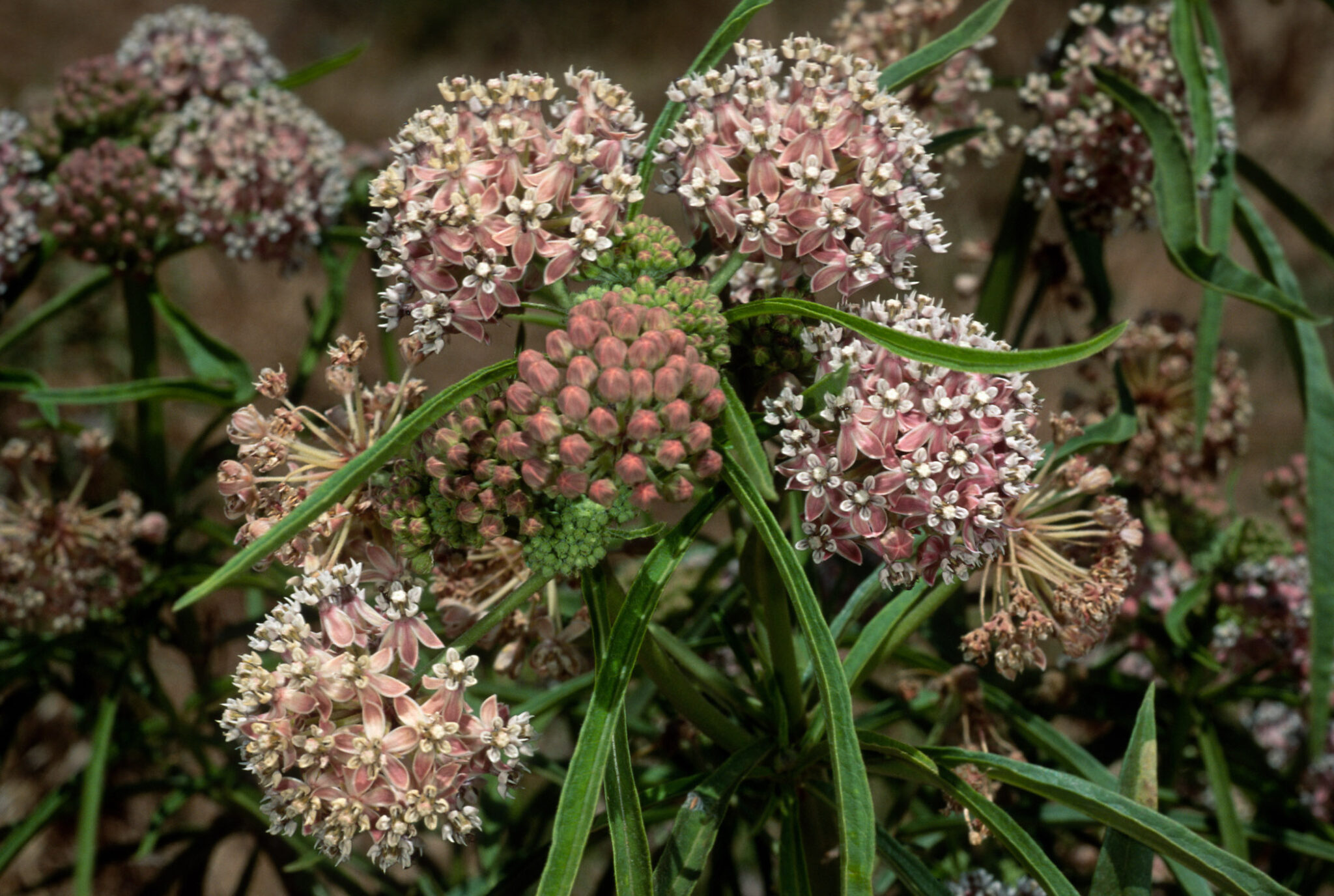 Milkweed For Monarchs Santa Barbara Botanic Garden milkweed-for-monarchs-santa-barbara-botanic-garden
