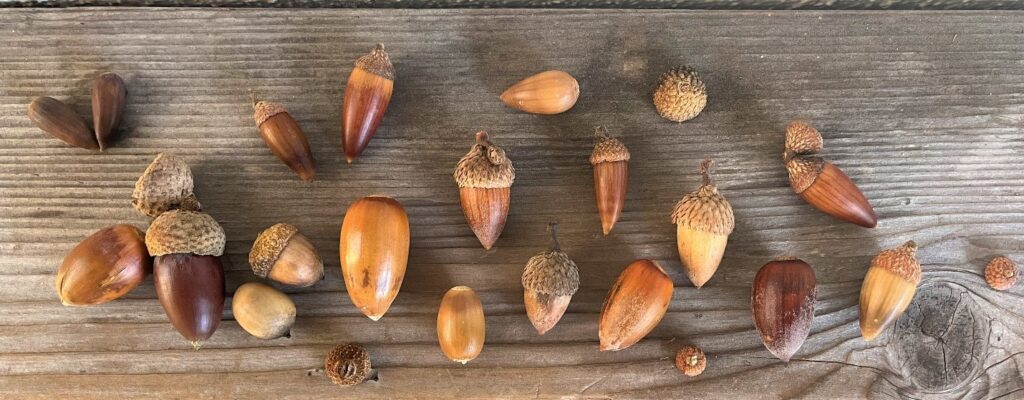 Acorns on wood table