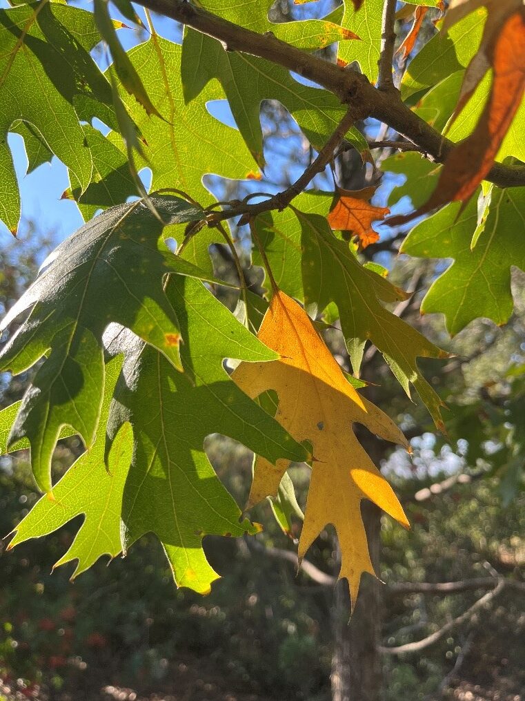 Hojas otoñales de roble negro (Quercus kelloggii)