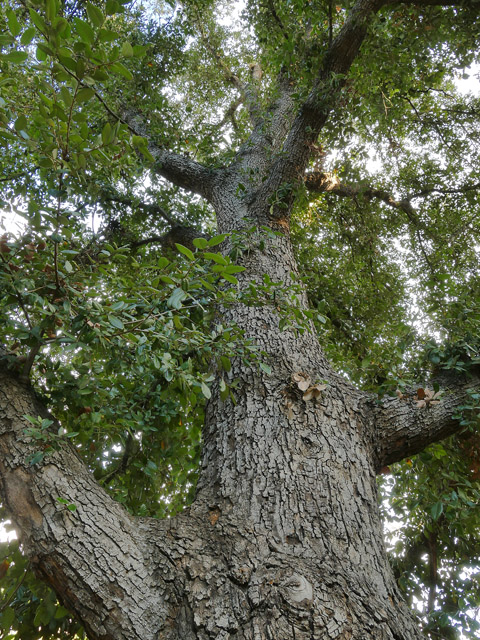 champion island oak quercus tomentella santa barbara botanic garden