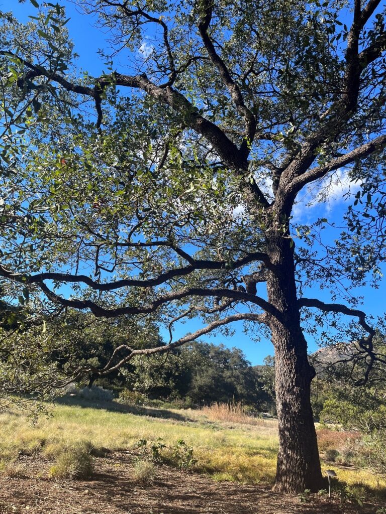Engelmann oak (Quercus engelmanii) in Santa Barbara Botanic Garden