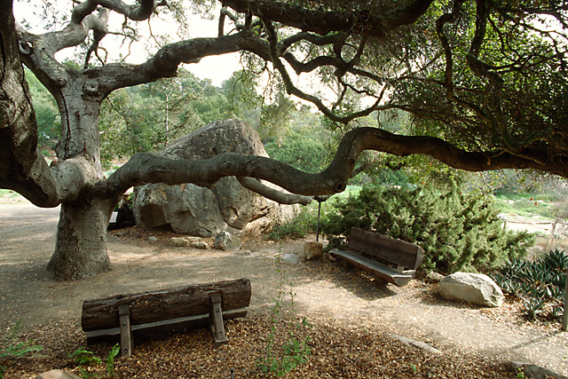 Coast live oak in Santa Barbara Botanic Garden