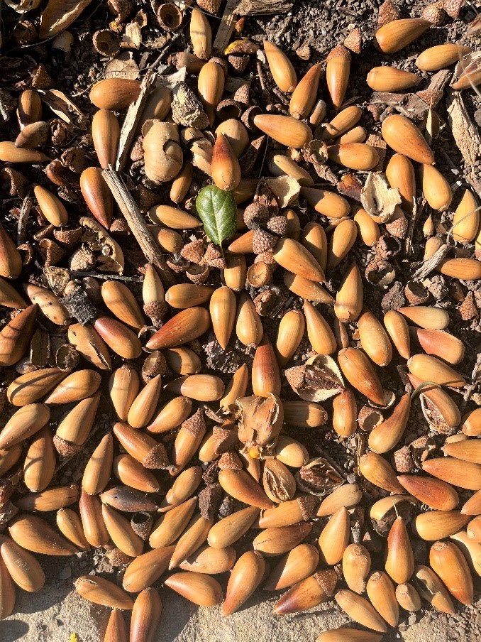 pile of dropped acorns on ground