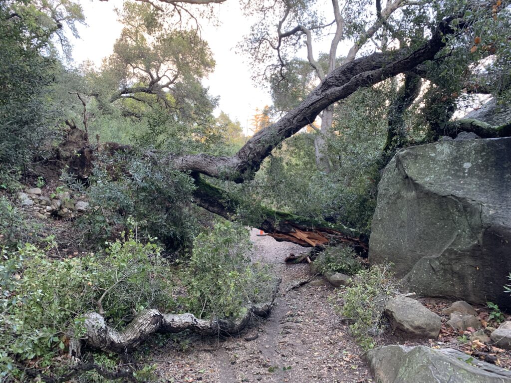 Down Oak Tree in Santa Barbara Botanic Garden Jan 2023 rain impact