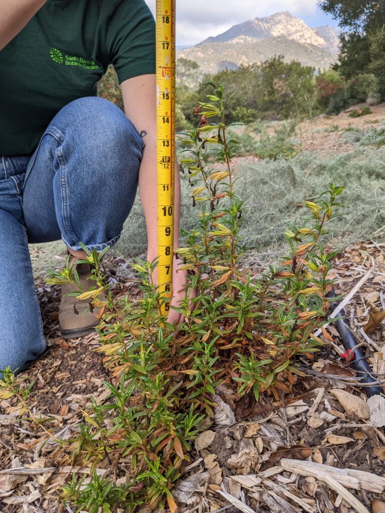 Arlington peak in background with person holding measuring tape a plant at the Garden in the foreground