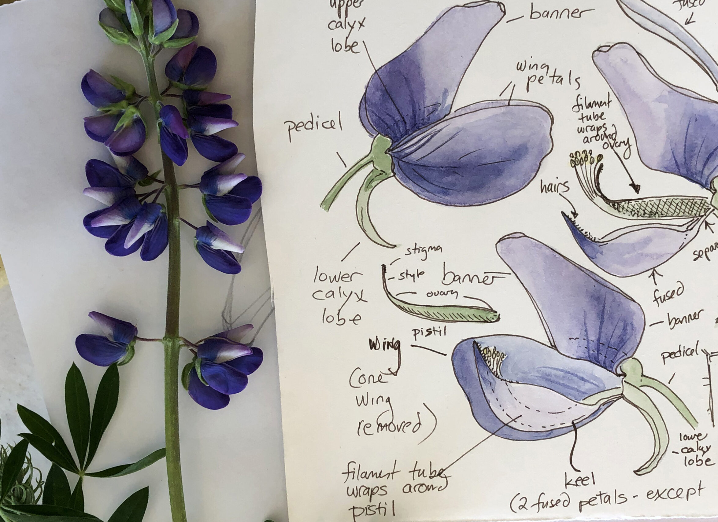 My Talk with Botanist and Illustrator Linda Vorobik, Ph.D. - Santa 