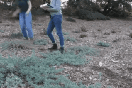 timelapse de dos mujeres recogiendo datos sobre plantas autóctonas en el Jardín Botánico de Santa Bárbara
