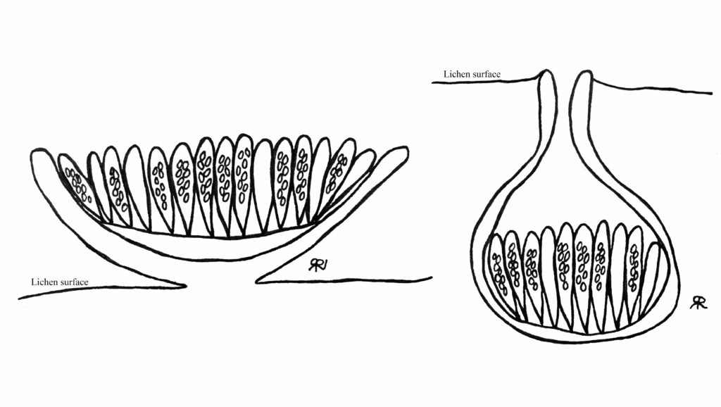 lichen labeled diagram