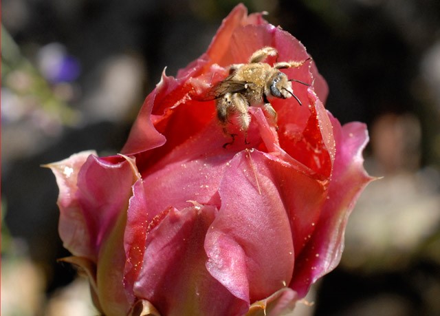 BD_11694 -- Red Prickly pear cactus flower, with solitary Diadasia sp. bee, SBBG Photo Contest 2012