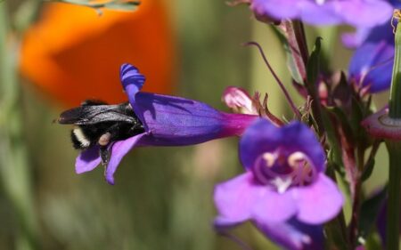 BD_11797 -- Bumble Bee and Penstemon, third place winner, Wildlife in the Garden category, SBBG Photo Contest 2012