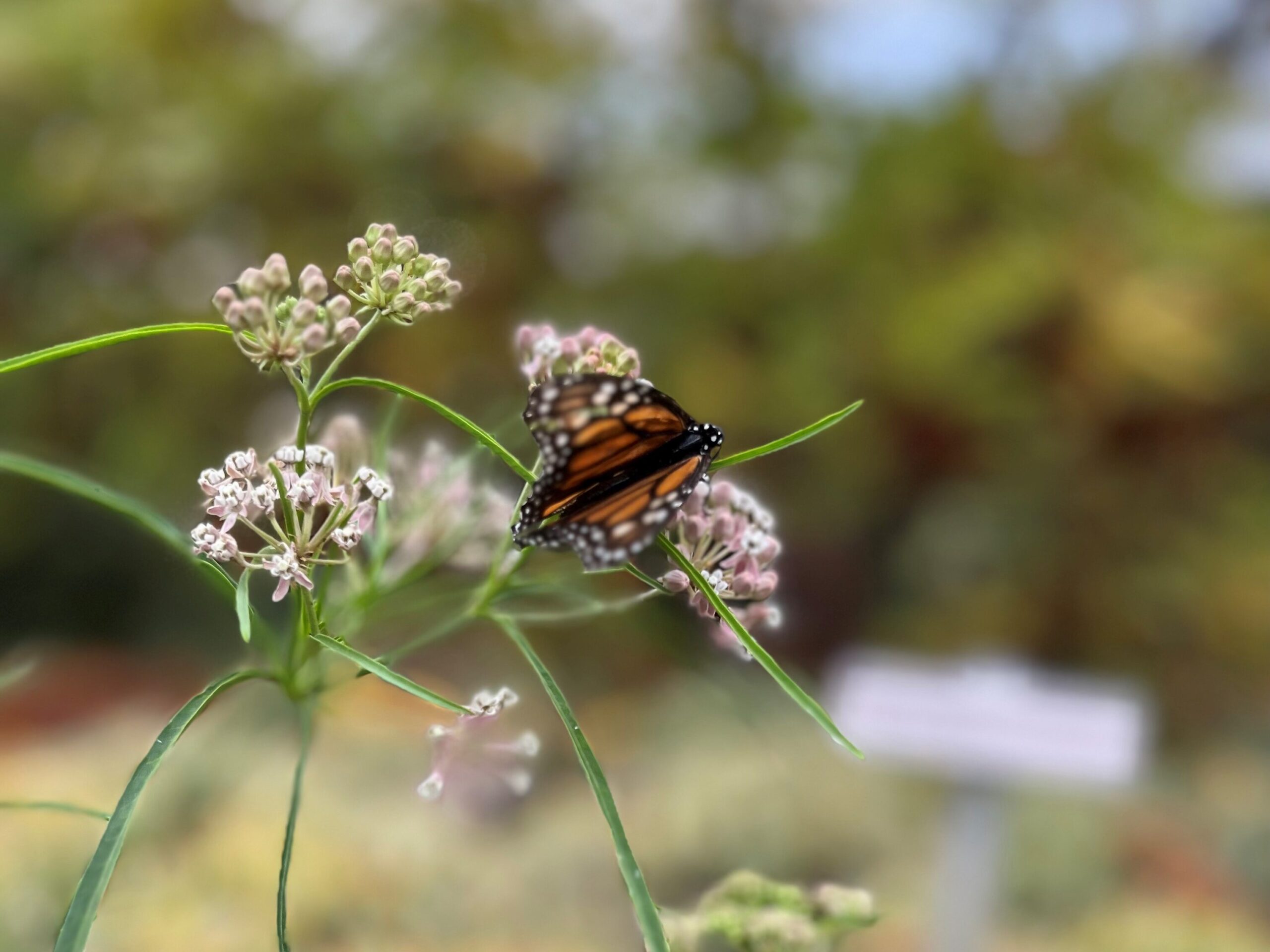 Monarch on native milkweed in Santa Barbara Botanic Garden (Photo: Jaime Eschette)