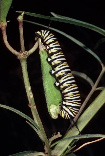 Monarch larvae on Asclepias fascicularis, Tunnel Road, Santa Barbara County