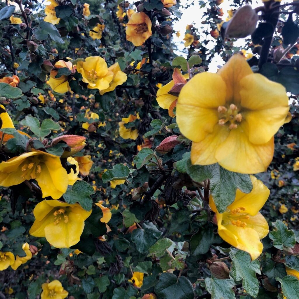 Have You Seen Our (Secret) Garden? - Santa Barbara Botanic Garden