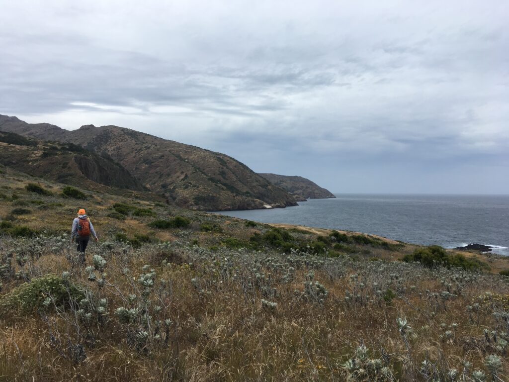 Scientist in orange hat walking on Santa Cruz Island