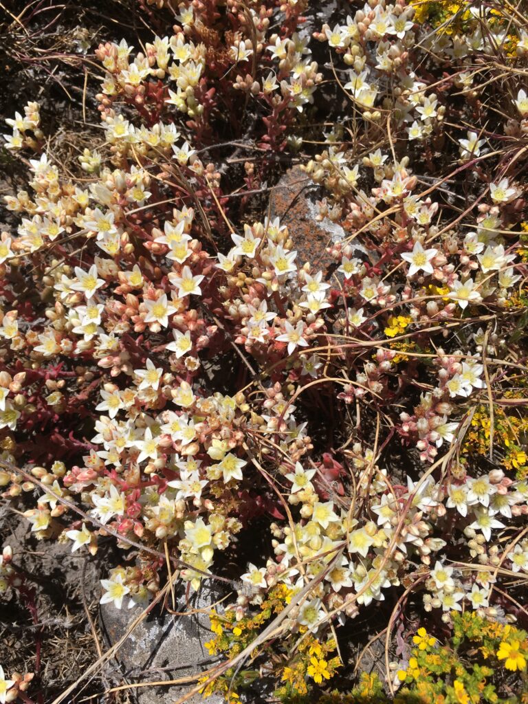 Santa Cruz Island Dudleya