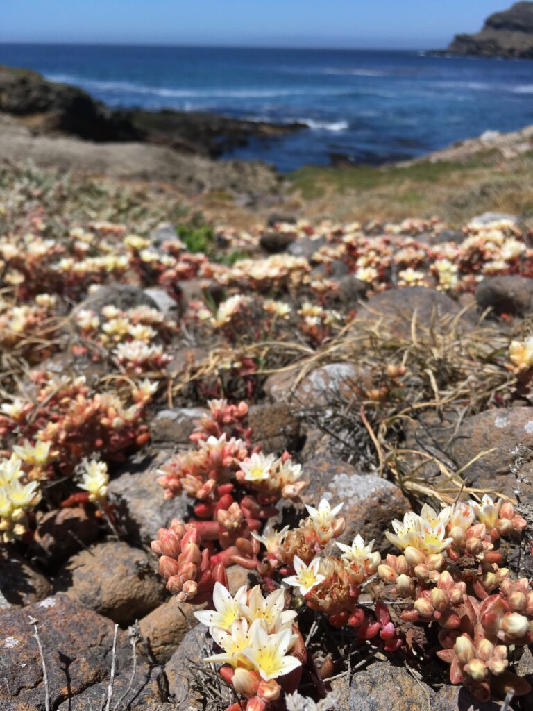 Santa Cruz Island Dudleya_Heather Schneider