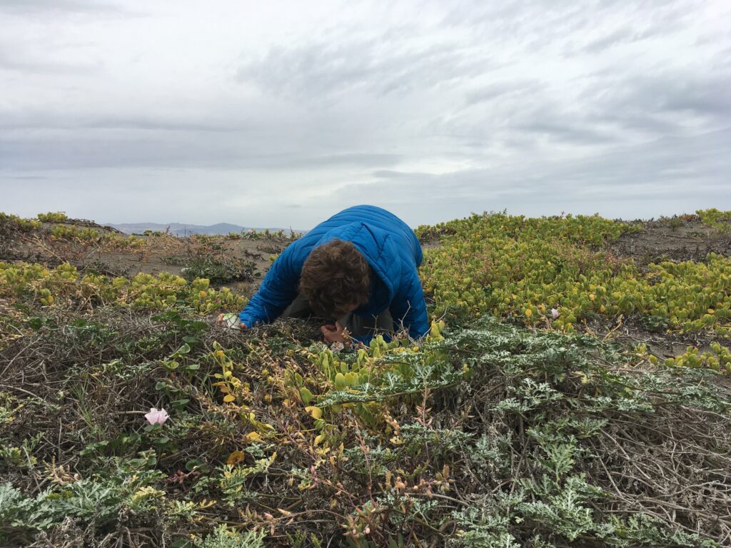 Sean Carson from SB Botanic Garden on Santa Cruz Island looking closely at plants