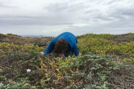 Sean Carson from SB Botanic Garden on Santa Cruz Island looking closely at plants