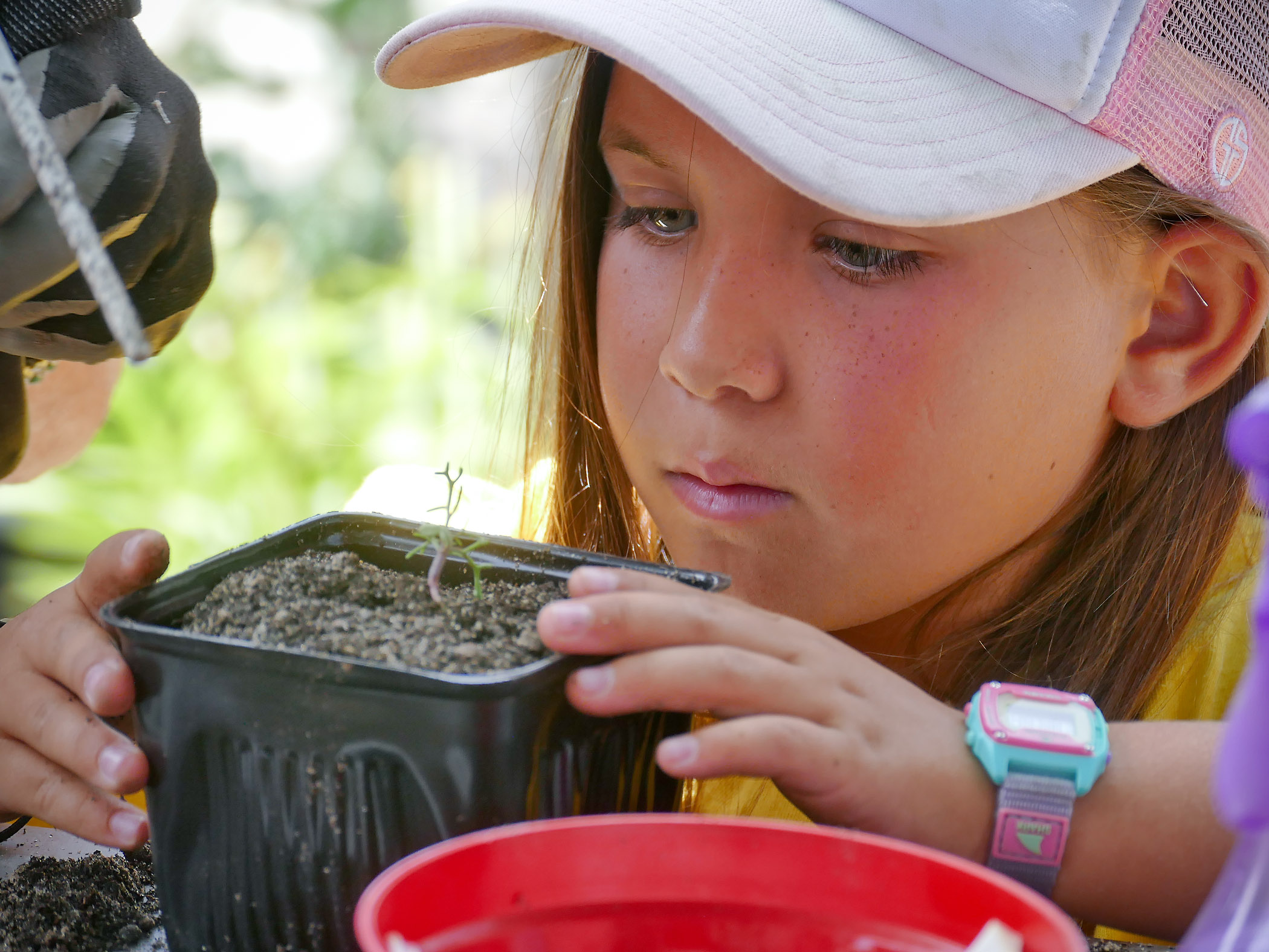 Young person looking at native plant in container